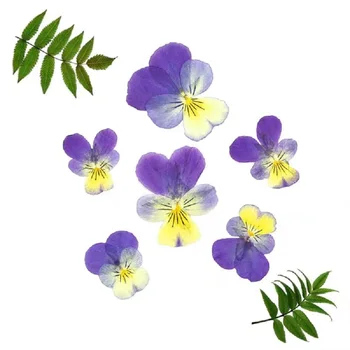 60pcs Nospiests Žāvēti Viola tricolor L. Ziedu, Augu Herbāriju Par Epoksīda Sveķiem, Rotaslietu izgatavošana Pastkarti Rāmis Telefonu Gadījumā